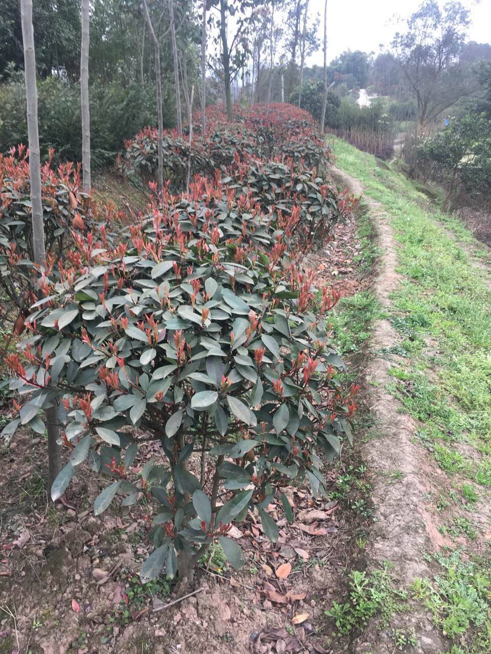 紅葉石楠